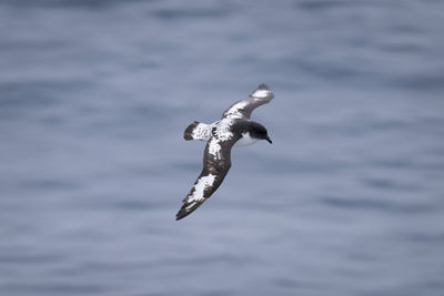 Slow pan of cape petrel over water