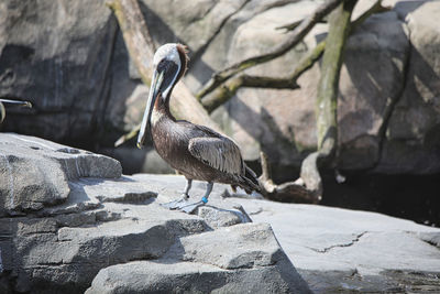 Bird perching on rock