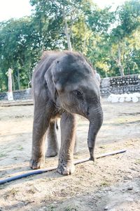 Elephant standing in zoo