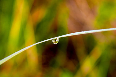 Close-up of water drops on blade of grass