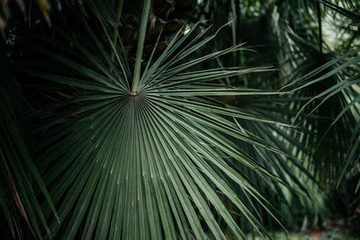 Palm leaves dark green background, summer tropical background