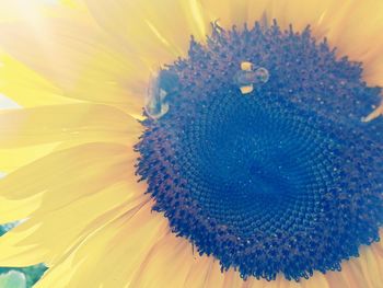 Close-up of yellow flower