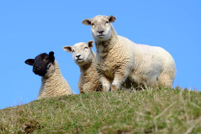 Low angle view of sheep on field against clear sky