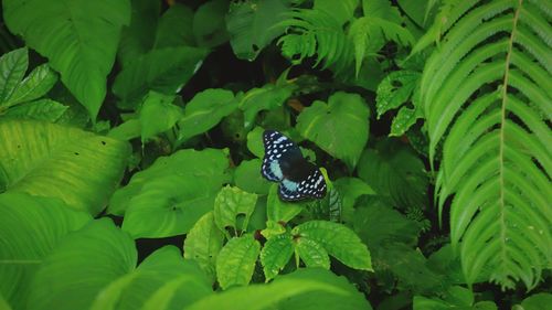 Close-up of insect on plant