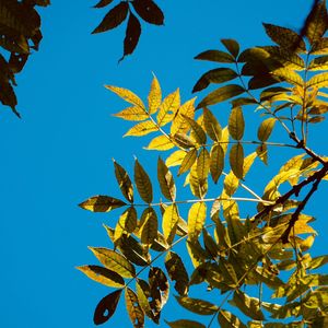 Low angle view of autumnal leaves against blue sky