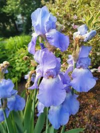 Close-up of purple flowering plant on field