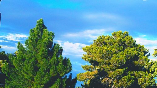 Low angle view of trees against blue sky