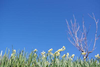 Low angle view of flowering plants against clear blue sky