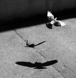 Pigeon flying over asphalt