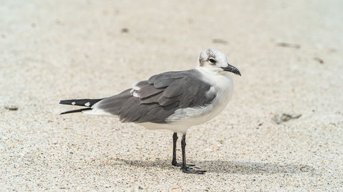 Laughing gull standing on top of a sandy beach close up. high quality photo