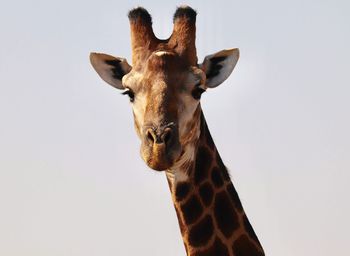 Close-up of giraffe against white background