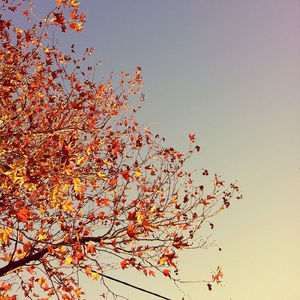 Low angle view of trees against sky