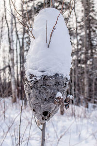 Close-up of frozen bare tree during winter