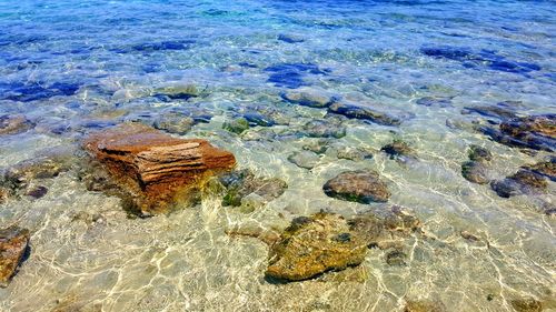 High angle view of crab on beach