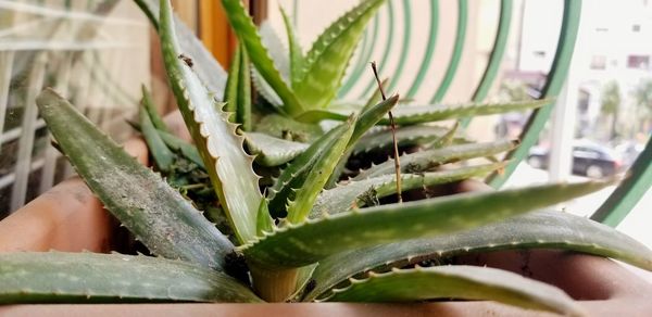 Close-up of succulent plant