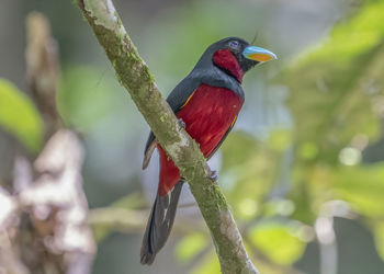 Close-up of bird perching on branch