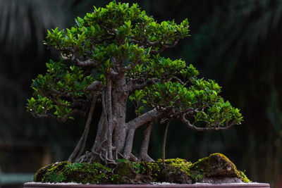 Close-up of tree against plants