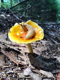 Close-up of yellow mushroom growing on field