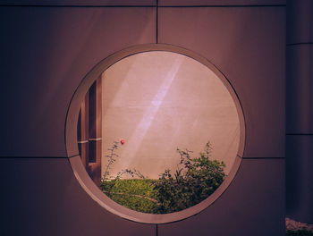 View of trees seen through window