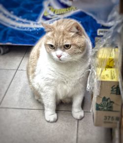 Close-up portrait of tabby cat