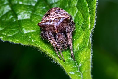 Close-up of insect on leaf