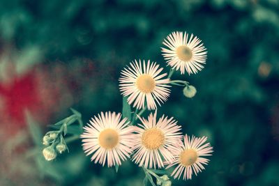 Close-up of flowers blooming outdoors