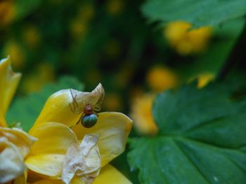 Close-up of yellow flowering plant