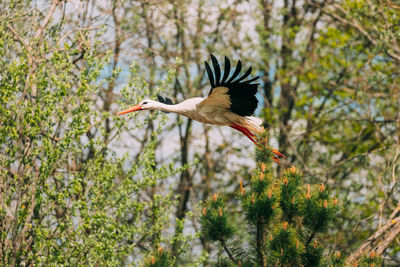 Low angle view of a bird flying