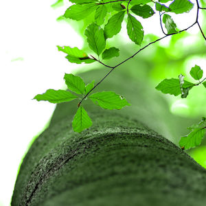 Close-up of green leaves against wall