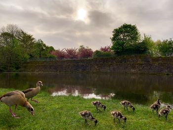 Ducks in a lake