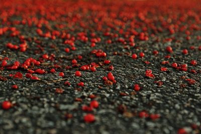 Full frame shot of red berries