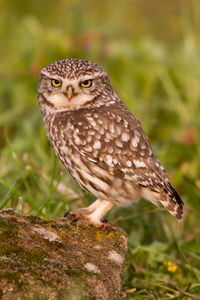 Close-up of owl perching on plant