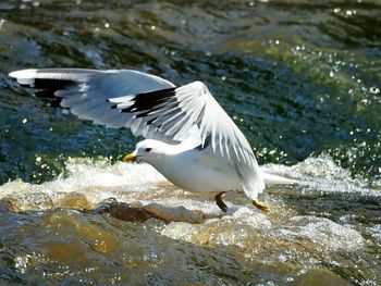 Side view of seagull flying over sea