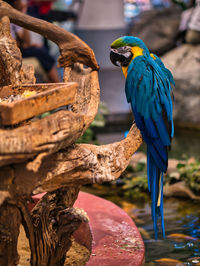 Take photos of the colorful macaw parrots with the bird care staff at the mall.