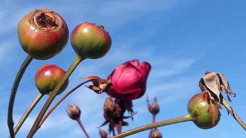 Low angle view of fruits on plant against sky