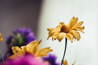 Close-up of yellow flowering plant