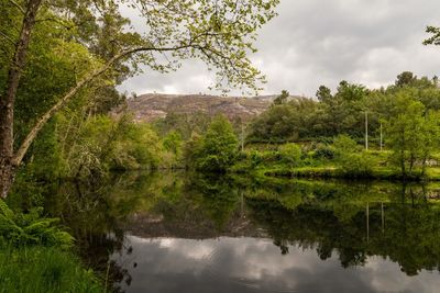 Scenic view of lake in forest against sky