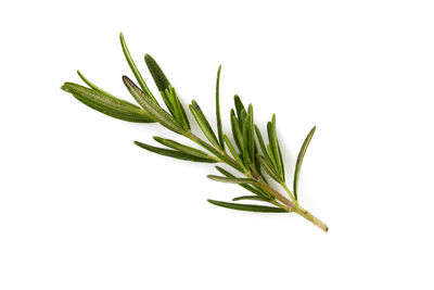 Close-up of plant against white background