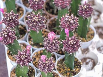 Close-up of pink flowering plants