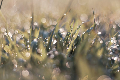 Full frame shot of water drops on plants