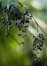 Close-up of berries growing on tree