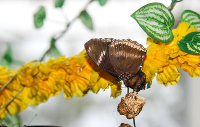 Close-up of butterfly on yellow flower