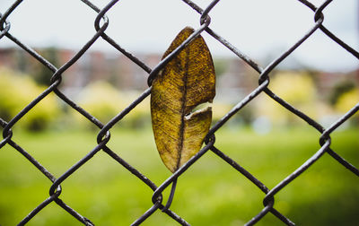 Close-up of dry leaf on chainlink fence