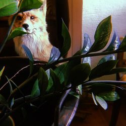 Close-up of cat on potted plant