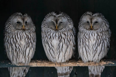 Close-up of birds perching on wood