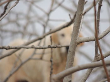 Close-up of tree branch during winter