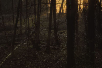 Trees in forest