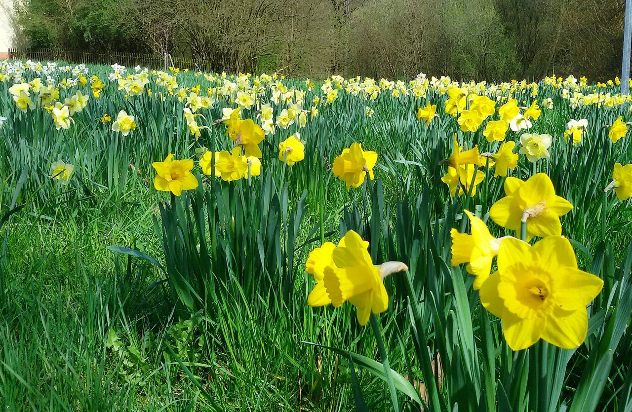 flower, yellow, freshness, growth, field, fragility, beauty in nature, petal, nature, plant, blooming, flower head, abundance, in bloom, grass, stem, rural scene, day, blossom, wildflower