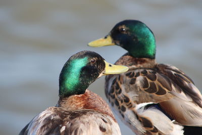 Close-up of mallard duck