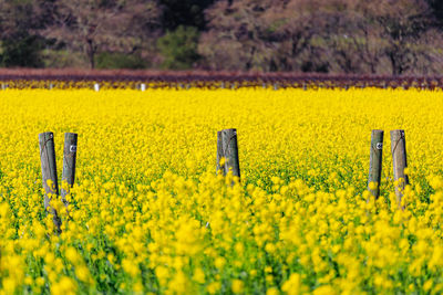 Scenic view of oilseed rape field against sky